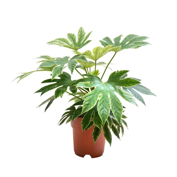 Fatsia Japonica 'Variegata' (Japon Çınarı) ürün görseli