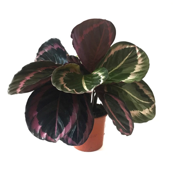 Calathea Roseopicta 'Dottie' (Dua Çiçeği) ürün görseli