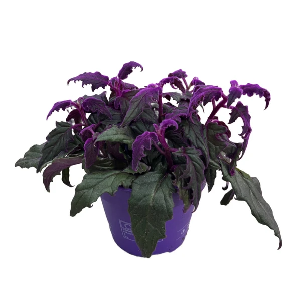 Gynura Aurantiaca (Mor Kadife Çiçeği) ürün görseli