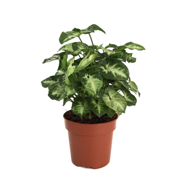 Syngonium Podophyllum 'Pixie' (Melek Kanadı Çiçeği) ürün görseli