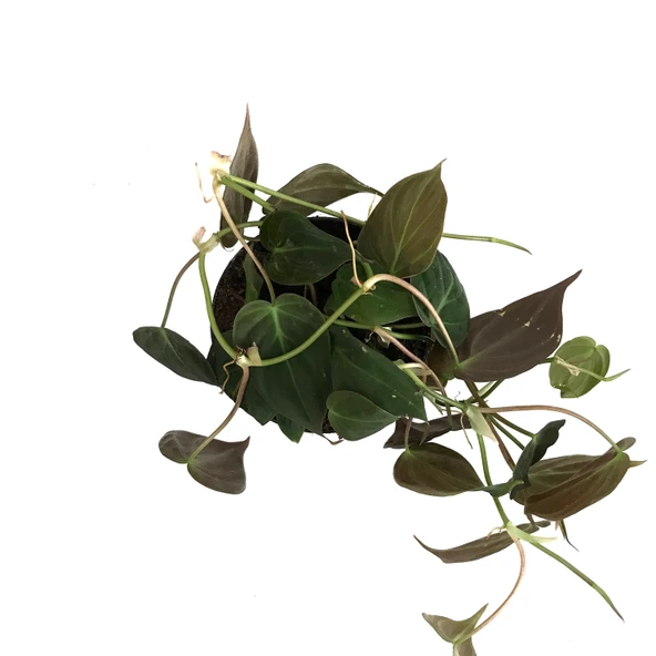 Philodendron Micans ürün görseli