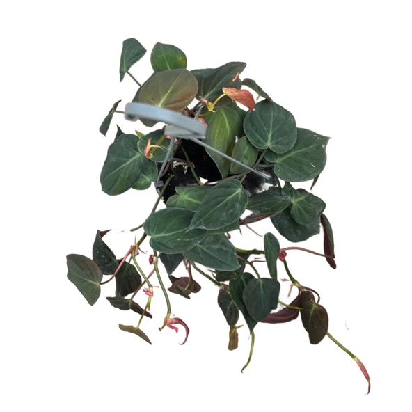 Philodendron Micans - Resim 2