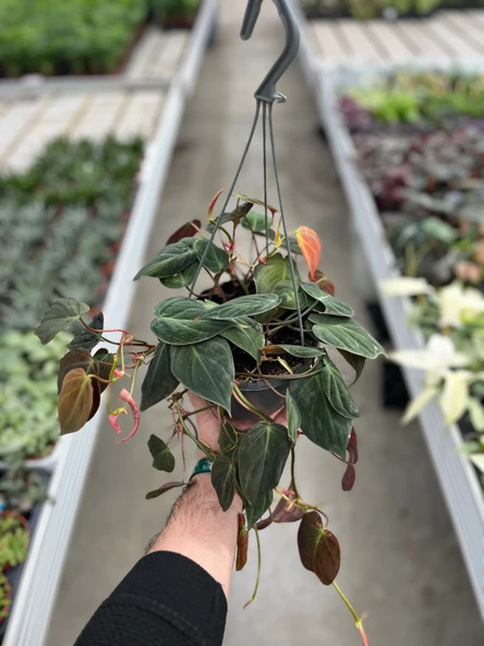 Philodendron Micans - Resim 3