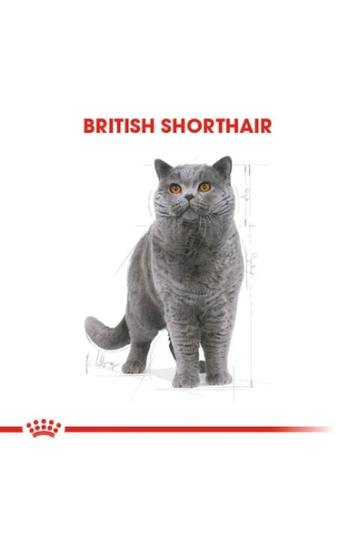British Shorthair Adult Kedi Kuru Maması 2 Kg - Resim 8