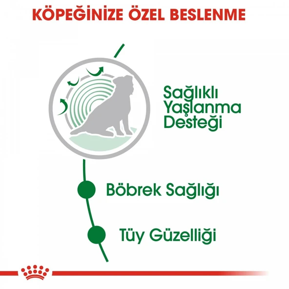 Royal Canin Mini Ageing 12+ Gravy Pouch Yaşlı Köpek Konserve Yaş Mama 85 Gr - Resim 4