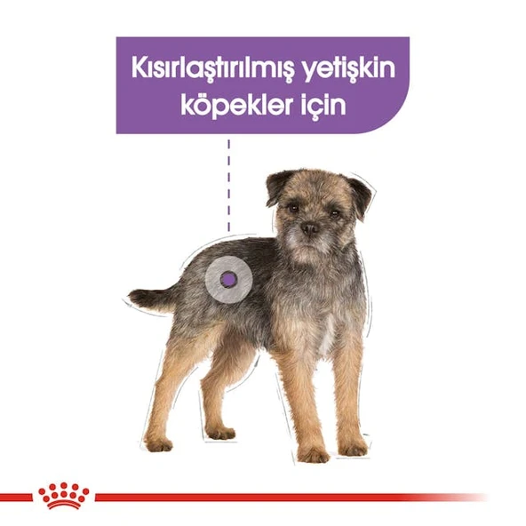 Royal Canin CCN Mini Sterilised Adult Kısırlaştırılmış Köpek Pouch Konserve Yaş Mama 85 Gr - 5