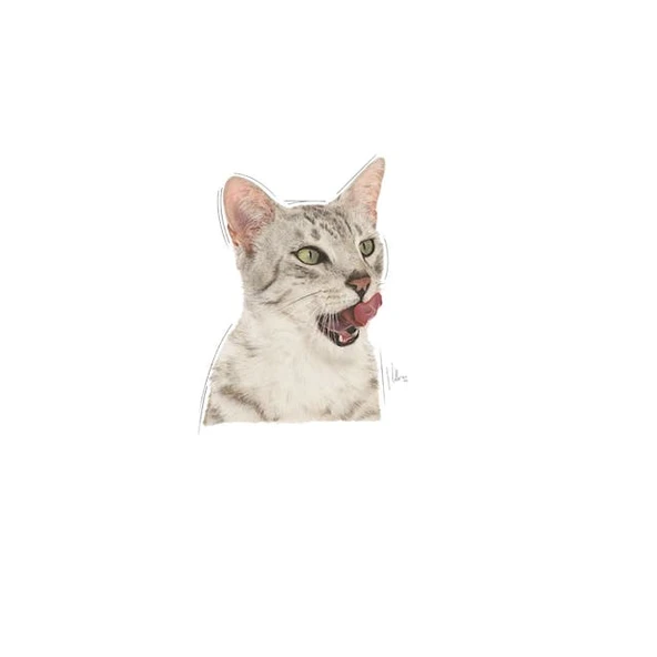 Royal Canin Sensory Taste Gravy Pouch Kedi Konserve Yaş Maması 85 Gr - 3