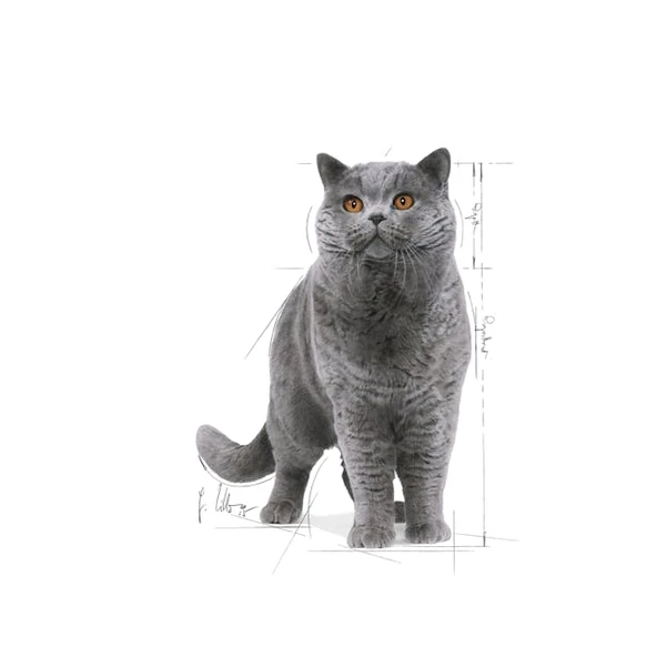 Royal Canin British Shorthair Yaş Kedi Maması Pouch 85gr - Resim 3