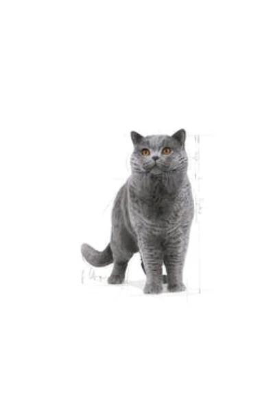 British Shorthair Adult Yetişkin Kedi Maması 2kg - Resim 3
