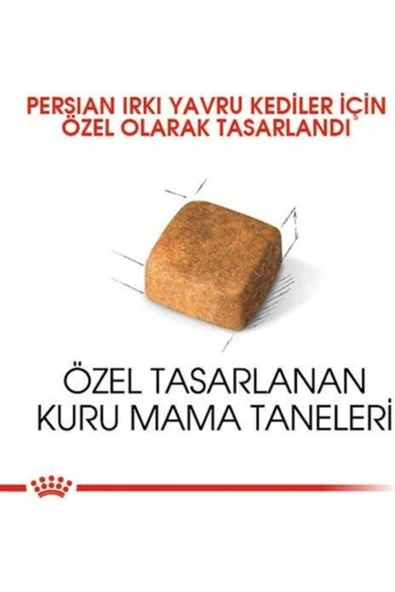 Kitten Persian 32 Yavru Iran Irk Maması 2 Kg - Resim 2
