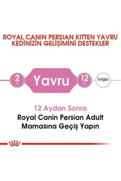 Kitten Persian 32 Yavru Iran Irk Maması 2 Kg - Resim 4