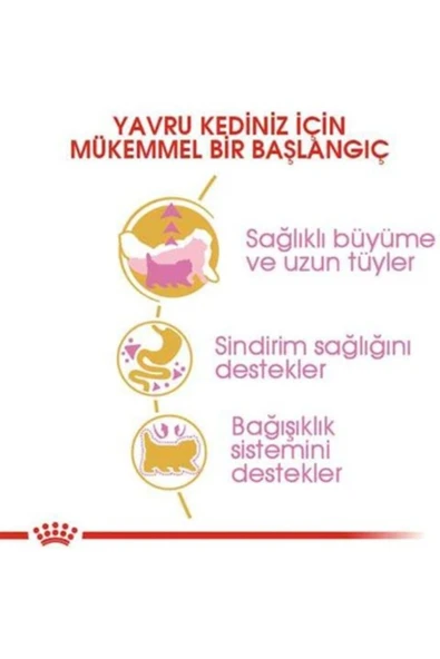 Kitten Persian 32 Yavru Iran Irk Maması 2 Kg - Resim 3