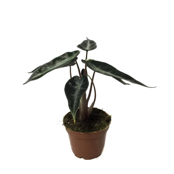 Alocasia Bambino (Fil Kulağı) ürün görseli