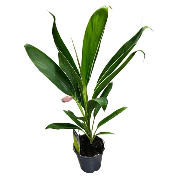 Cordyline 'Conga' (Kordilin Çiçeği) ürün görseli