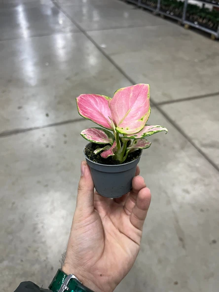 Aglaonema 'Dud Unyamanee' (Çin Herdemyeşili) - Resim 3