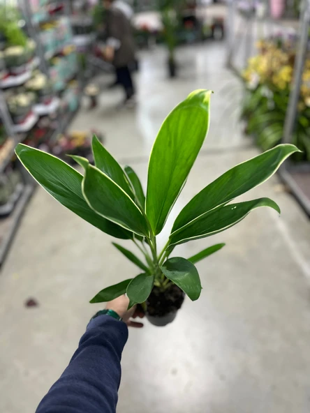 Cordyline 'Conga' (Kordilin Çiçeği) - Resim 3