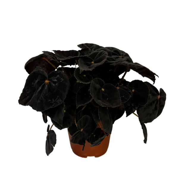 Begonia Conga (Begonya Çiçeği) ürün görseli