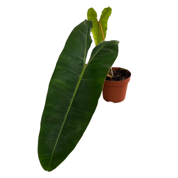 Philodendron Billietiae ürün görseli