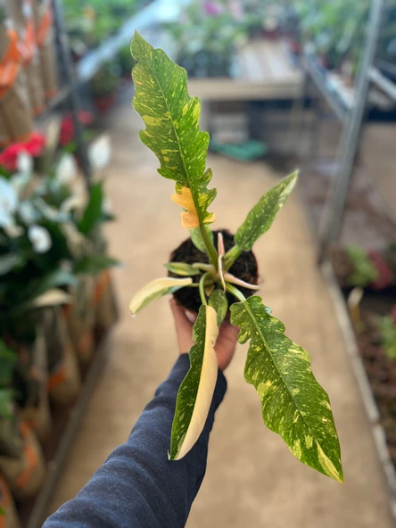 Philodendron 'Ring of Fire' ürün görseli