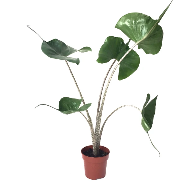 Alocasia Macrorrhiza 'Stingray' (Fil Kulağı) ürün görseli