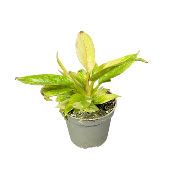 Philodendron 'Ring of Fire' ürün görseli