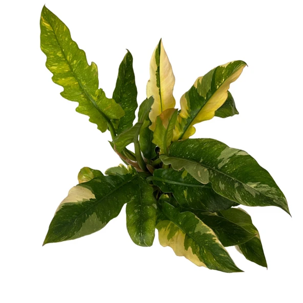 Philodendron 'Ring of Fire' ürün görseli