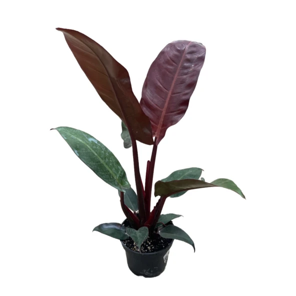 Philodendron 'Red Sun' ürün görseli