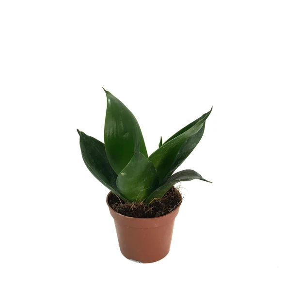 Sansevieria Jade (Paşa Kılıcı) ürün görseli
