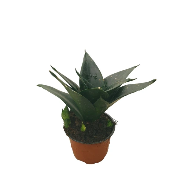 Sansevieria Jade (Paşa Kılıcı) ürün görseli