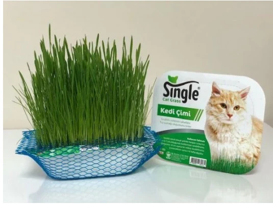 Single Natural Kedi Çimi