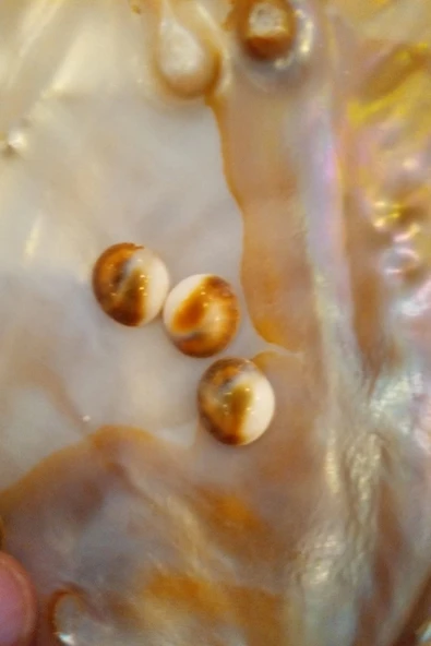 Yılancık Taşı Şifa Tası Canlı Yavru Dişi Ve Erkek Karışık 3 Adet - Resim 2