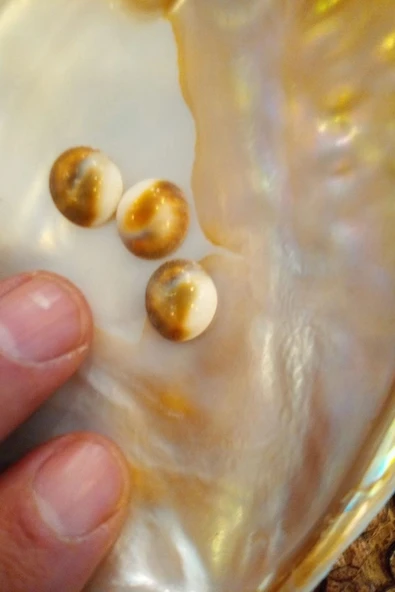 Yılancık Taşı Şifa Tası Canlı Yavru Dişi Ve Erkek Karışık 3 Adet ürün görseli