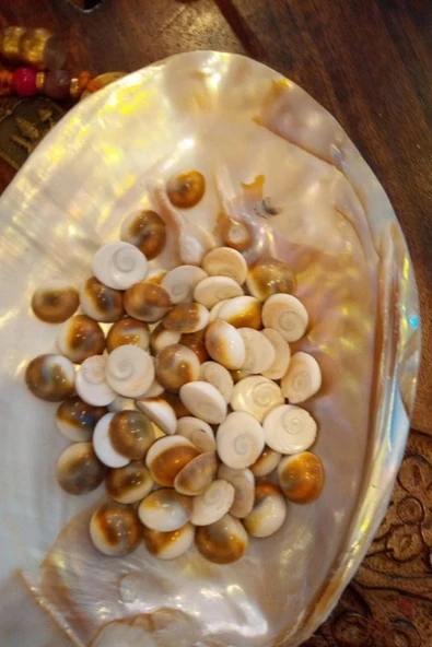 Yılancık Taşı Şifa Tası Canlı Yavru Dişi Ve Erkek Karışık 3 Adet - Resim 5