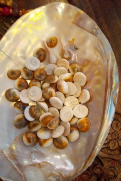 Yılancık Taşı Şifa Tası Canlı Yavru Dişi Ve Erkek Karışık 3 Adet - Resim 3