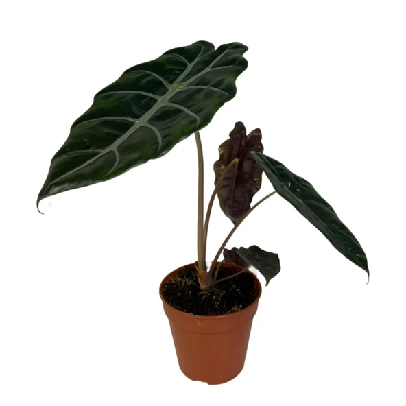 Alocasia Chantrieri (Fil Kulağı) ürün görseli