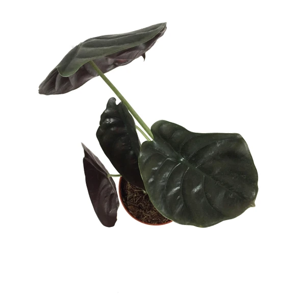 Alocasia Cuprea (Fil Kulağı) - Resim 2