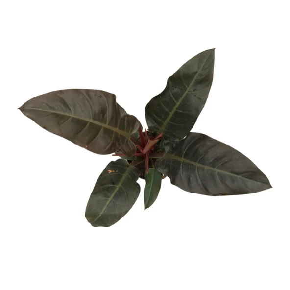 Philodendron 'Imperial Red' - Resim 2