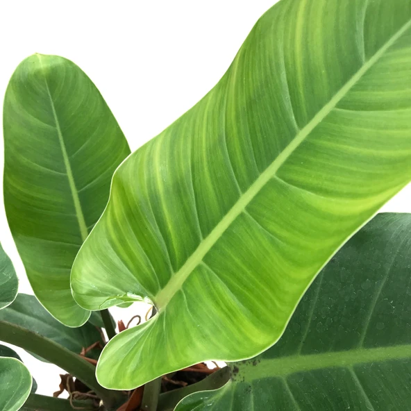 Philodendron 'Imperial Green' - Resim 2