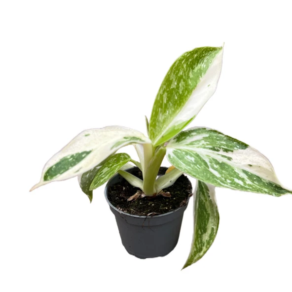 Philodendron 'Jose Buono' ürün görseli