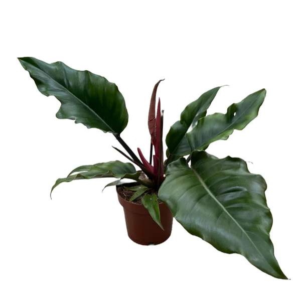 Philodendron 'Caramel' - Resim 2