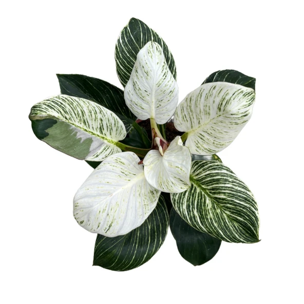 Philodendron 'Birkin' - Resim 2