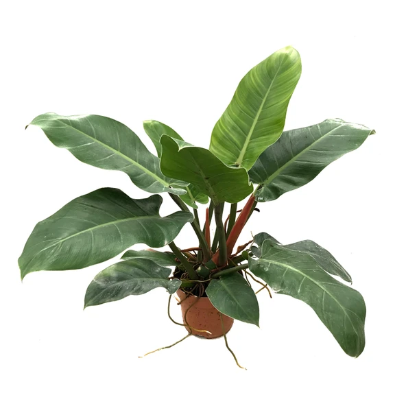 Philodendron 'Imperial Green' ürün görseli