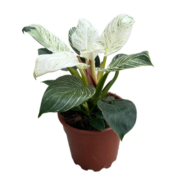 Philodendron 'Birkin' ürün görseli