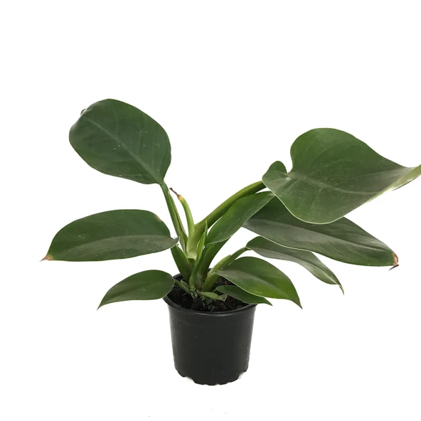 Philodendron 'Imperial Green' ürün görseli