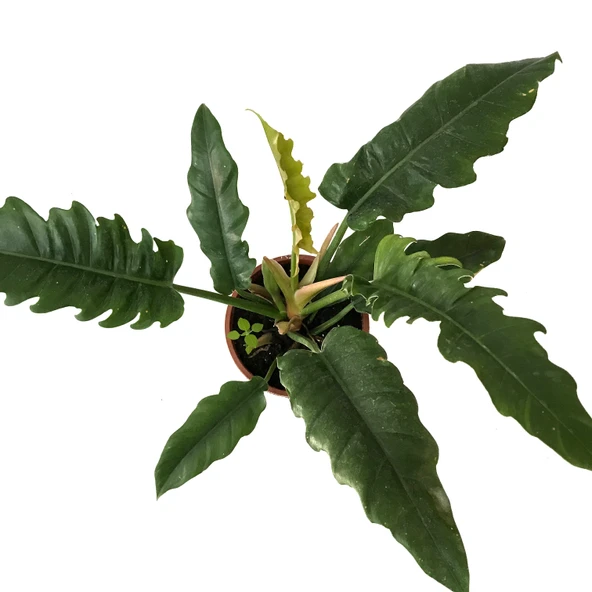 Philodendron 'Narrow Escape' - Resim 2