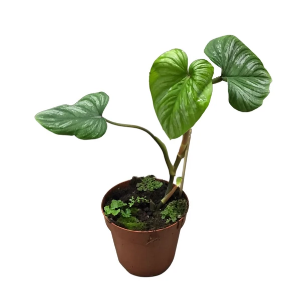 Philodendron 'Mamei' ürün görseli