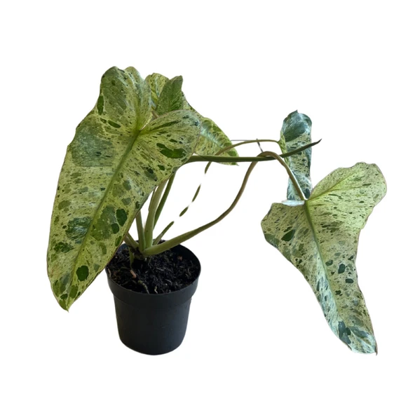Philodendron 'Paraiso Verde' ürün görseli