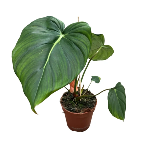Philodendron 'McDowell' ürün görseli