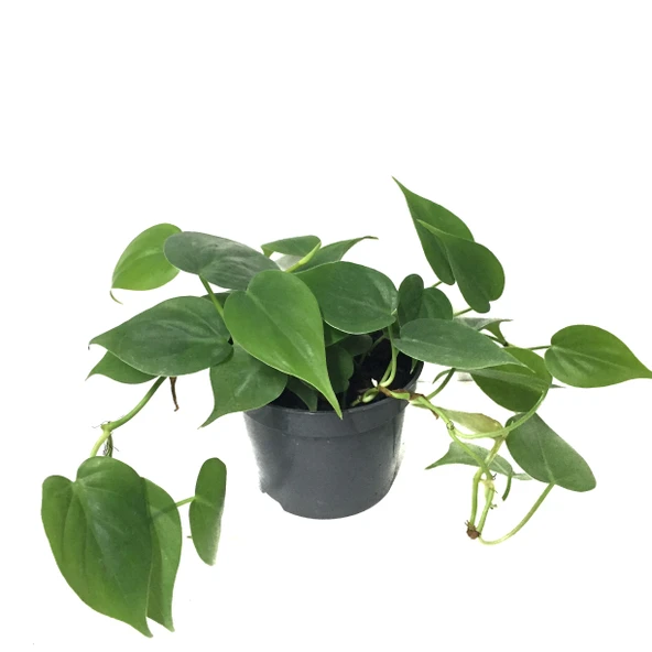 Philodendron Cordatum ürün görseli