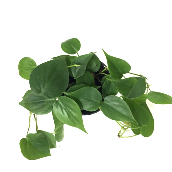 Philodendron Cordatum - Resim 2